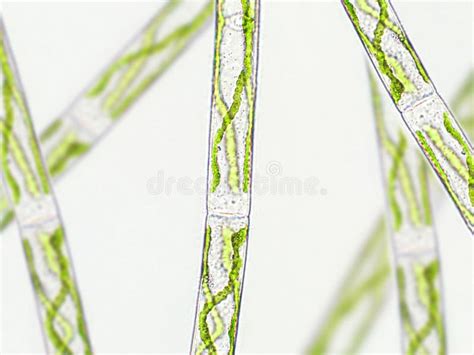 Spirogyra Sp. Green Algae Under Microscopic View X40 - Chlorophyta Stock Photo - Image of life ...