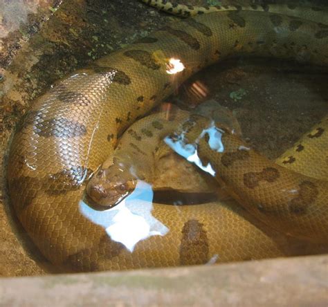 Green Anaconda | Green anaconda, Anaconda snake, World's largest snake