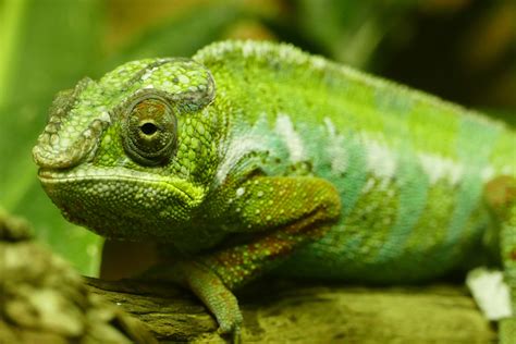 Chameleon Lizard Royalty-Free Stock Photo