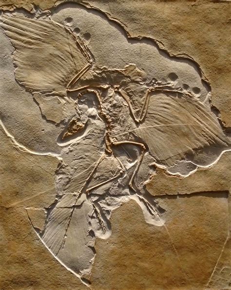 Archaeopteryx Life Sized Fossil Replica Wall Mount — The Prehistoric Store