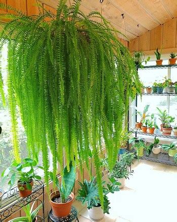 Secrets on How Not to Kill Your Indoor Ferns