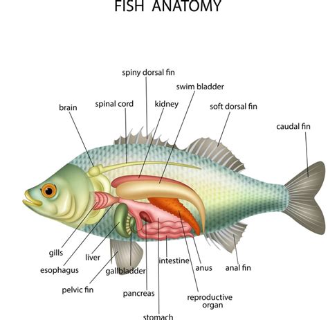 Understanding The Betta Fish Anatomy - Build Your Aquarium