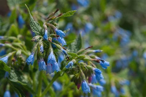 How to Grow Comfrey