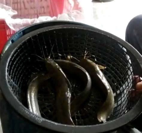 Desi Mangur Fish ( Above 100 Gms Size Available), Normal Temp ...