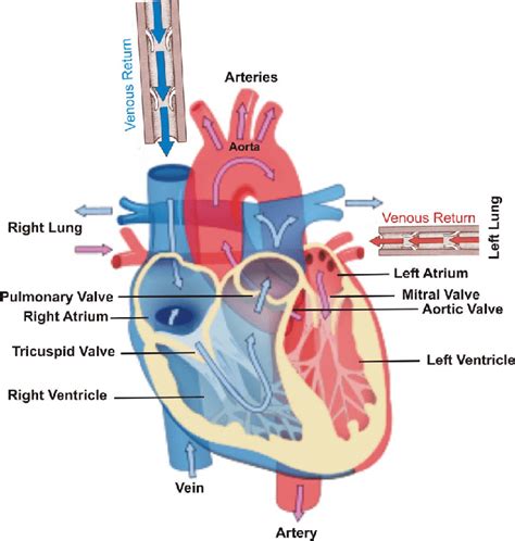 [DIAGRAM] Ear Diagram Right - MYDIAGRAM.ONLINE