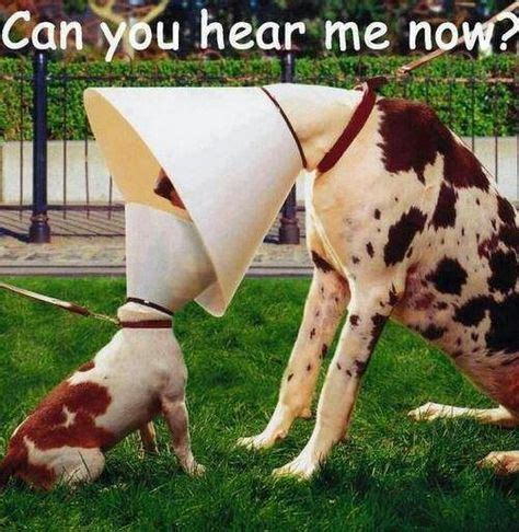 7 Best Cone of Shame images | Pets, Funny animals, Funny pictures