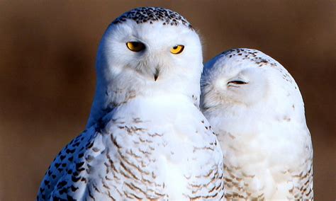 10 examples of monogamy in the animal kingdom