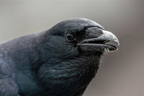 Crow Closeup Photograph by Bradford Martin - Pixels