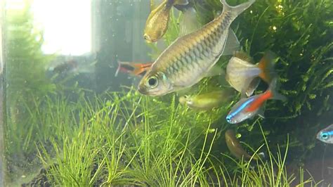 Breeding Congo Tetra - YouTube