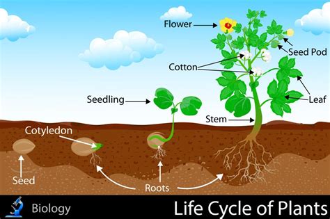 Life Cycle of Plants | Life cycles, Plant growth, Flower seeds