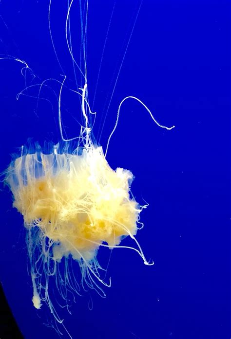 Egg yolk jellyfish at Monterey Aquarium | Monterey, Greatful, California