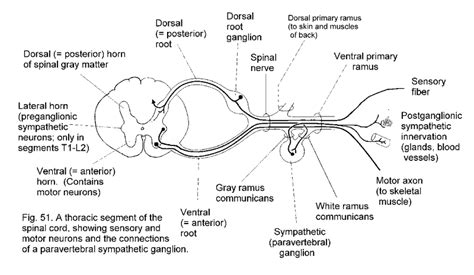 Print Nervous system flashcards | Easy Notecards