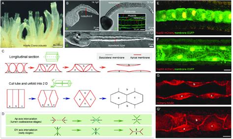 Notochord tube formation via a unique cellular process in urochordate... | Download Scientific ...