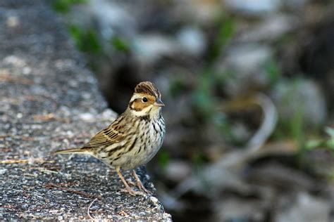 小鵐 (Little Bunting) | janetc789 | Flickr