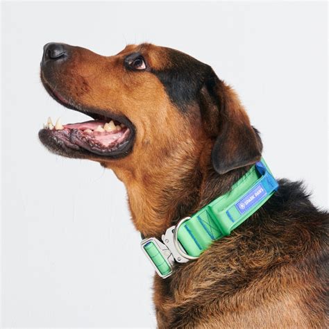 Comfort Control Collar - Lime Wave – SPARK PAWS