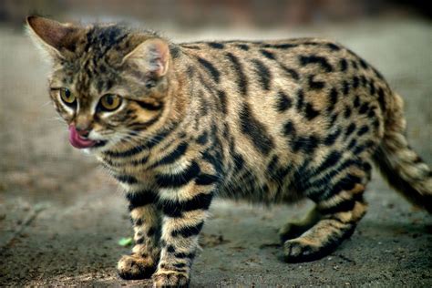 Black Footed Cat Size | DailyHive