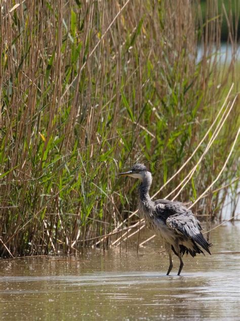 Grey Heron in habitat stock image. Image of ardea, birds - 120487937