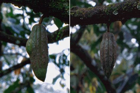 Moniliophthora roreri (frosty pod rot) | PlantwisePlus Knowledge Bank