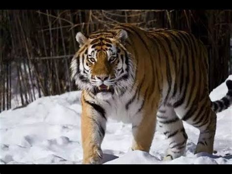 Siberian tiger (Panthera tigris altaica) Pictorial | The World of Animals