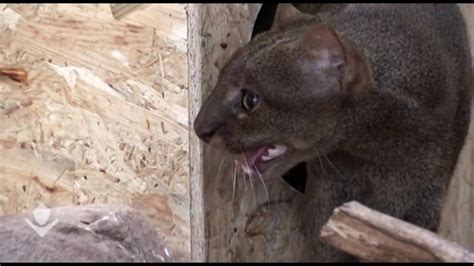 Kittens Jaguarundi for the first time they go for a walk - YouTube