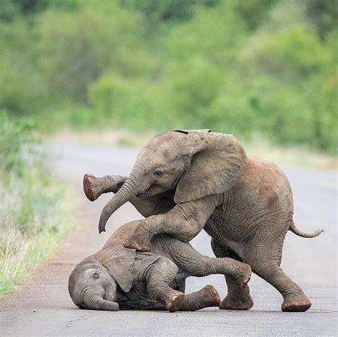 Playful Elephant Calf’s to brighten up your day 🐘 Photos by @nessytoafrica #exclusive_wildlife ...