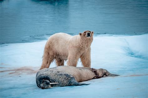 How To See Polar Bears In Svalbard -Where Polar Bears are found