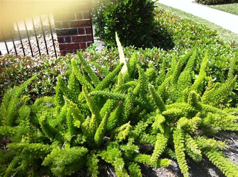 Foxtail ferns | Plants, Perennials, Foxtail fern