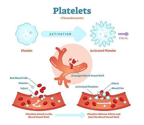 Platelets: The chameleons of cancer biology