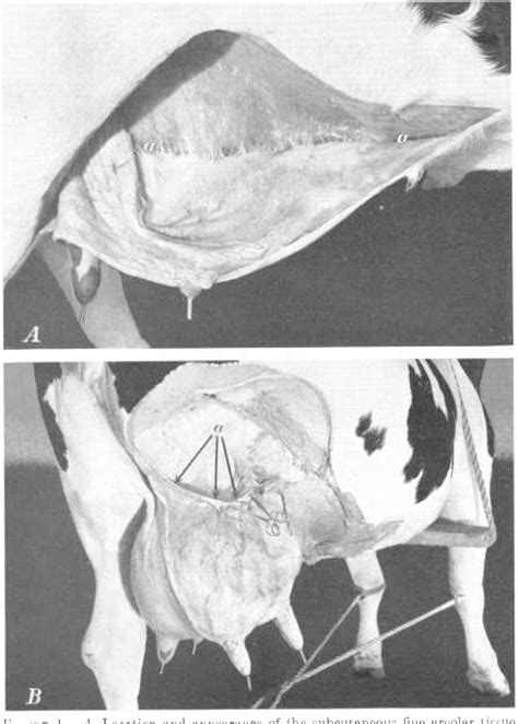 Cow Udder Anatomy - Anatomy Book