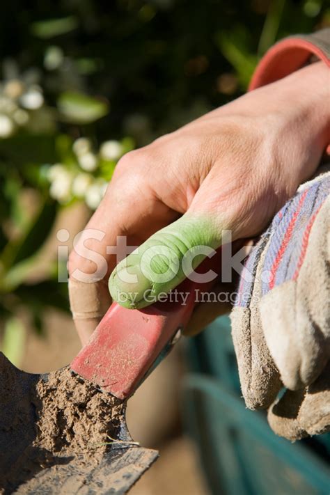 Green Thumb Gardening Stock Photo | Royalty-Free | FreeImages