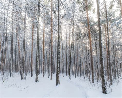 bare trees buried in the snow in the forest with a soft white glow, a ...