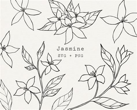 Jasmine Flower SVG Jasmine Botanical Illustration for - Etsy