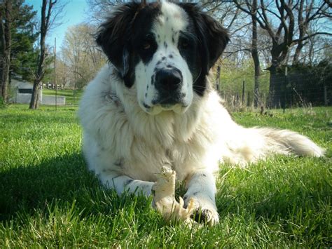 List of Popular St Bernard Mixes with Pictures