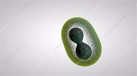 Cell division, animation - Stock Video Clip - K006/1552 - Science Photo Library