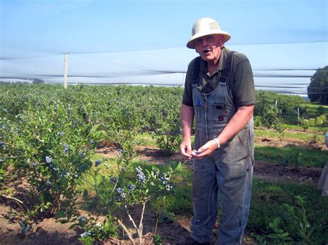 Blueberry Farm - The Village Grocer