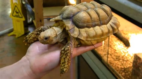 Chaco Tortoise Facts and Pictures | Reptile Fact