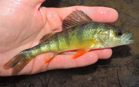 Maryland Biodiversity Project - Yellow Perch (Perca flavescens)