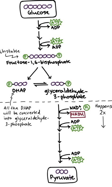 Glycolysis Cytoplasm