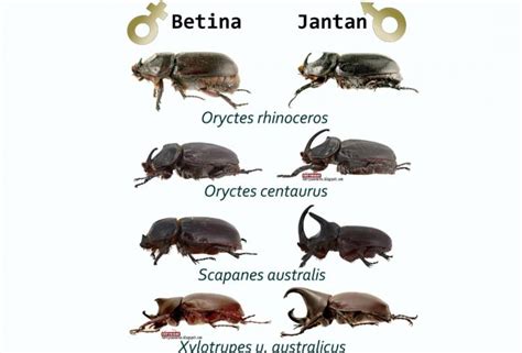 Begini Cara Mengatasi Kumbang Tanduk dengan Cara Alami - elaeis.co