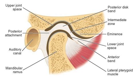 Dentistry and Medicine: Anatomy of Temporomandibular Joint (TMJ)