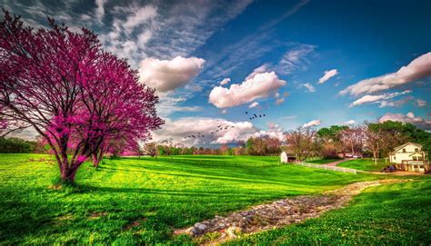 Spring.Birds of Passage HD Wallpaper | Hintergrund | 2048x1174 | ID:542196 - Wallpaper Abyss