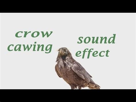 The Animal Sounds: Crow Cawing / Sound Effect / Animation - YouTube