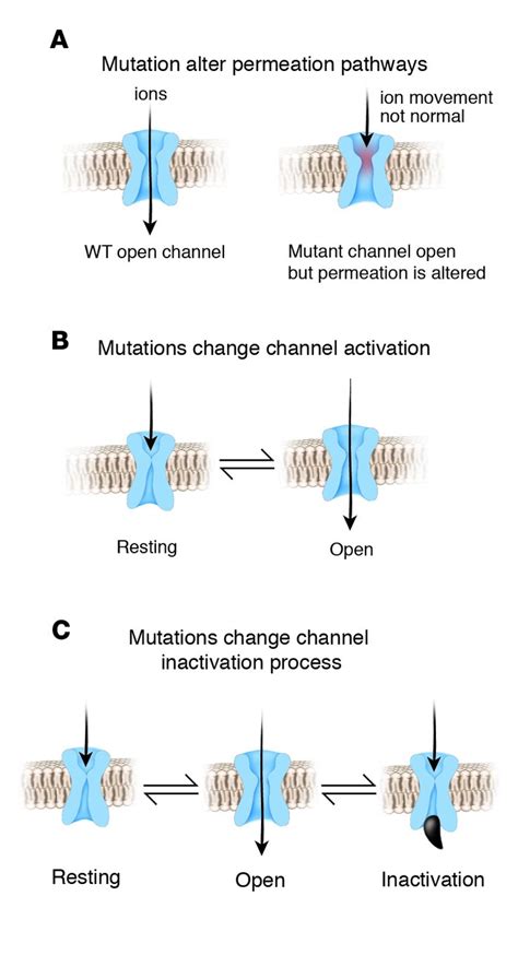 JCI - The channelopathies: novel insights into molecular and genetic mechanisms of human disease