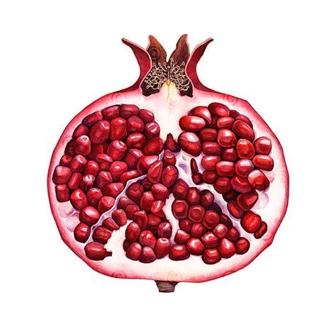 Pomegranate Drawing at GetDrawings | Free download