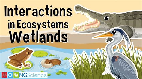 Interactions in Ecosystems – Wetlands - YouTube