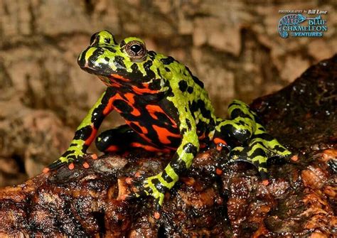 Fire belly toad | Reptiles and amphibians, Amphibians, Toad