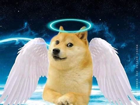 Pin on Memes | Dog icon, Doge dog, Cute cats and dogs