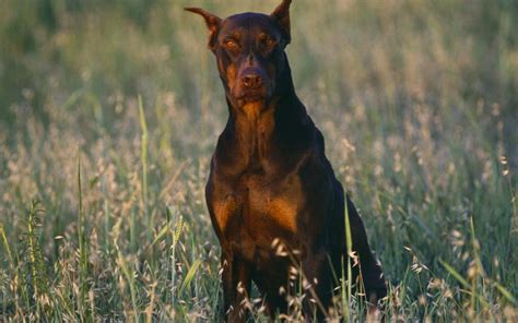 🔥 [40+] Doberman Wallpapers for Desktop | WallpaperSafari