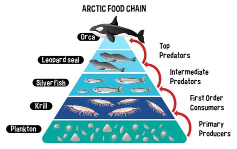 What Is Marine Food Chain - Design Talk