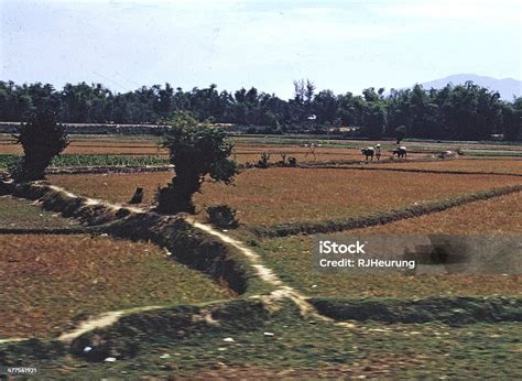 Vietnam Rice Paddy Field Stock Photo - Download Image Now - Vietnam, 1968, Domestic Water ...